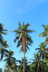 Obraz na płótnie Canvas Coconut plantation in Thailand
