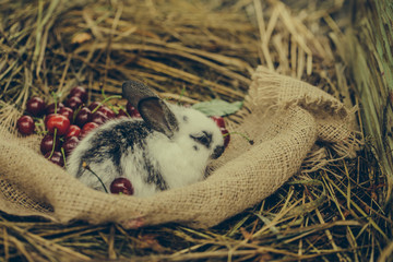 Cute rabbit sitting with cherry berries