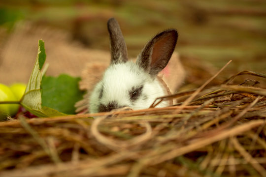 Cute rabbit lying in natural hay