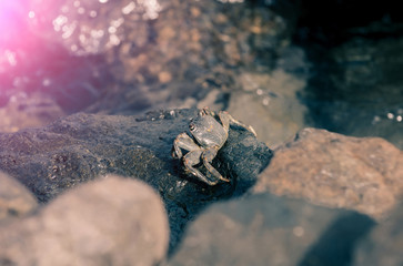 Grey crab on wet stone in sea