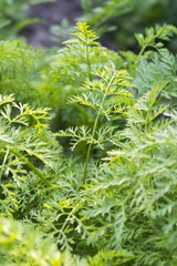 green carrot in the garden