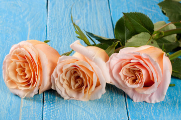 three fresh beige roses on a blue wooden background