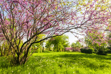 Colorful park with dandelions