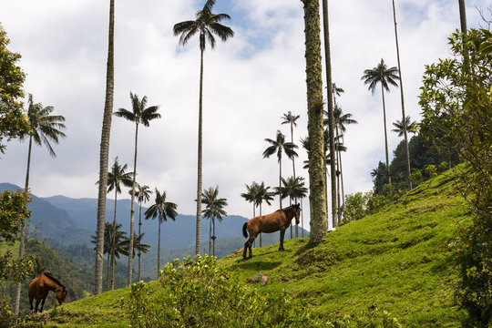 View of the Cocora Valley (Valle del Cocora) with Wax Palm Trees and horses; Concept for travel in Colombia and South America