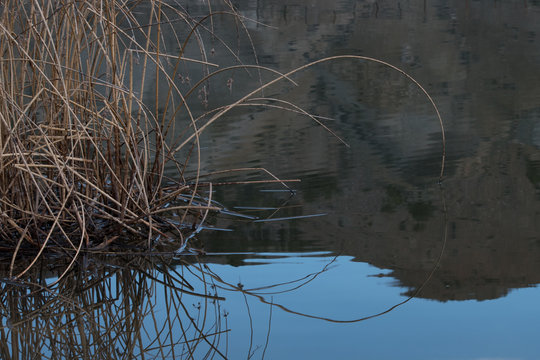 Pond Reflection