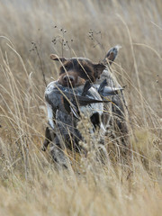 A huntign dog with a duck