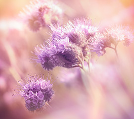 Beautiful flowering in spring - purple meadow flower