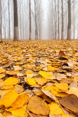 Cover of poplar leaves