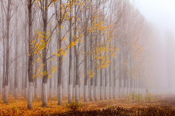 Fototapeta premium Row of autumn poplars by the lake