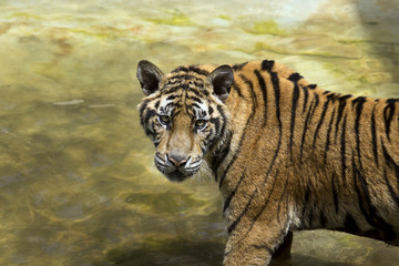 side view of the tiger