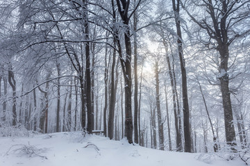 White forest covered in snow