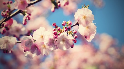 Beautiful blossom tree. Nature scene with sun on Sunny day. Spring flowers. Abstract blurred background in Springtime.