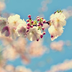 Fototapety  Piękny kwiat drzewa. Scena przyrody ze słońcem w słoneczny dzień. Wiosenne kwiaty. Streszczenie niewyraźne tło na wiosnę.