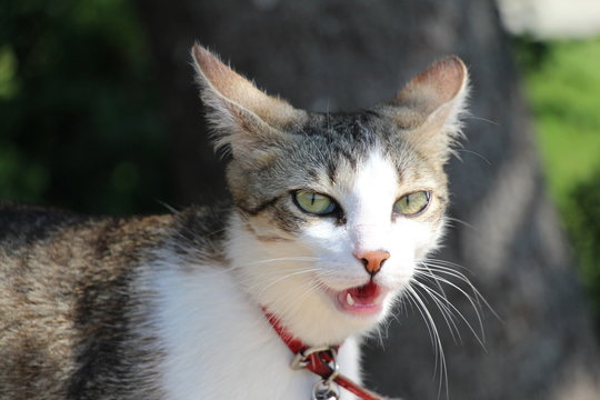 Gueule Ouverte Images Browse 95 Stock Photos Vectors And Video Adobe Stock Gueule Ouverte Images Browse 95 Stock Photos Vectors And Video Adobe Stock