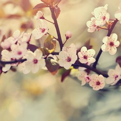 Spring background. Beautiful flowering tree Japanese cherry - Sakura. Flowers on a sunny day.