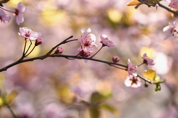 Spring background. Beautiful flowering tree Japanese cherry - Sakura. Flowers on a sunny day.