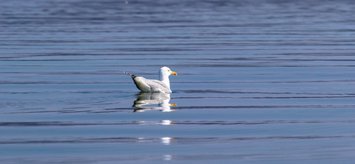 Möwe einsam auf See