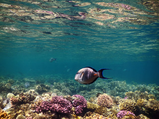 Unterwasser in Ägypten