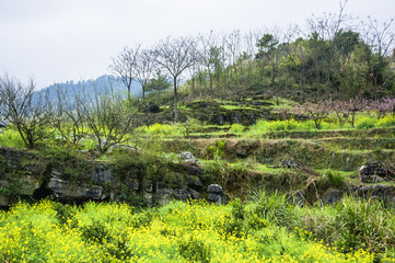 The colorful countryside scenery in spring
