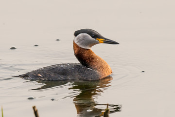 Red-necked grebe
