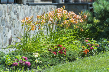 Fototapeta na wymiar flowers on the flowerbed