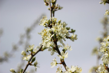Flowering trees, fruit trees, flowers