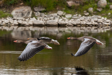 greylag goose 