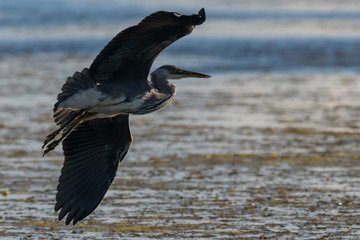 grey heron