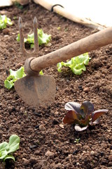 Working in a green lettuce cultivation in a sustainable greenhouse in countryside