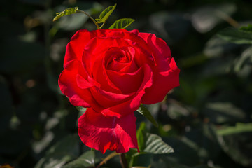 Red rose lit by the sun in the garden closeup. Flowers