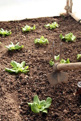 Working in a green lettuce cultivation in a sustainable greenhouse in countryside