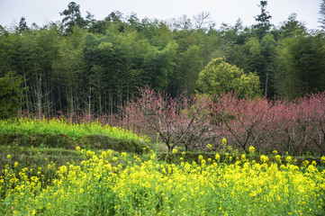 Beautiful countryside scenery in spring