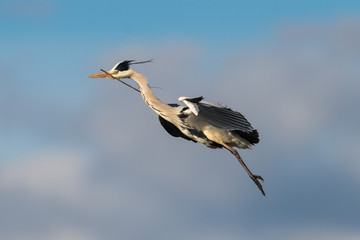 grey heron