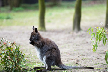 Tree kangaroo eating green leaves in a zoo