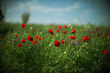field of red poppies on a green background and blue sky