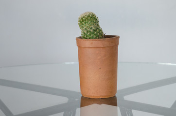 Cactus in a pot. Prickly indoor flower