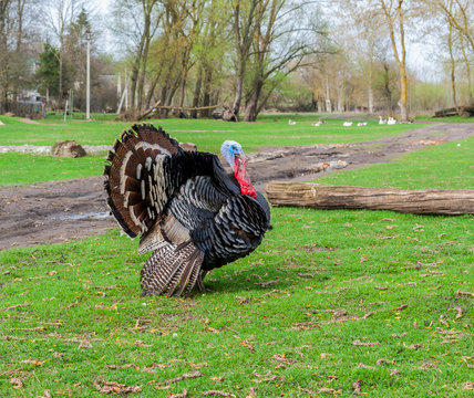 Turkey in a meadow covered with green grass