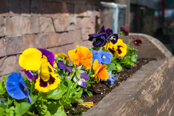 Spring flowers in a wooden flower bed near the cafe - obrazy, fototapety, plakaty