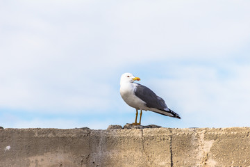 Gaviota en el muro