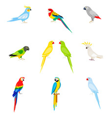 A set of parrots in a flat style.
