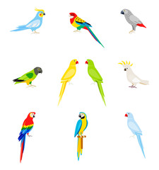 Naklejka premium A set of parrots in a flat style.