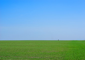 Winter wheat field in early spring