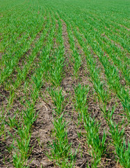 Winter wheat field in early spring