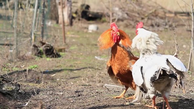 Roosters white and red attacking each other at cockfight