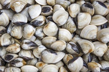 Huge piles of fresh big size clam shell from the ocean in the seafood market, Ha Long Bay in Vietnam