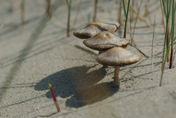 Pilze am Strand von Holland