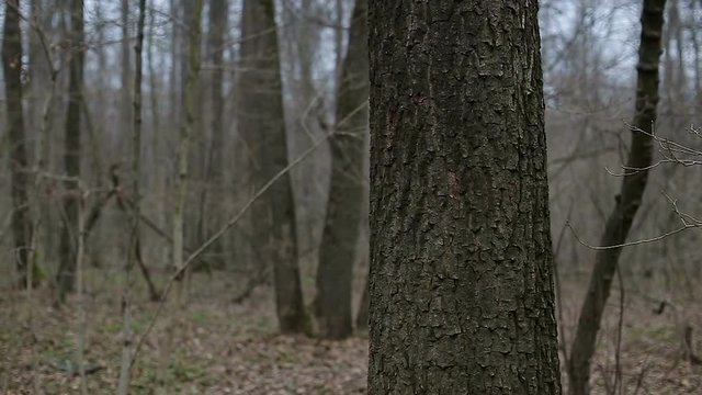 Man firing arrow into tree in forest
