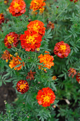 Obraz premium Tagetes flower