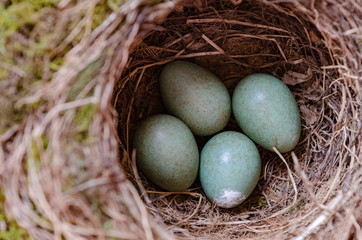 Drossel Nest mit Eier