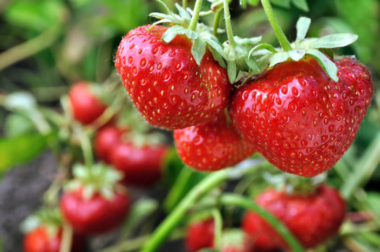  close-up of ripe strawberry in the vegetable garden